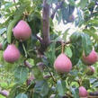 Hrušeň obecná 'Radana' - Pyrus communis 'Radana'