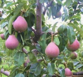 Hrušeň obecná 'Radana' - Pyrus communis 'Radana'