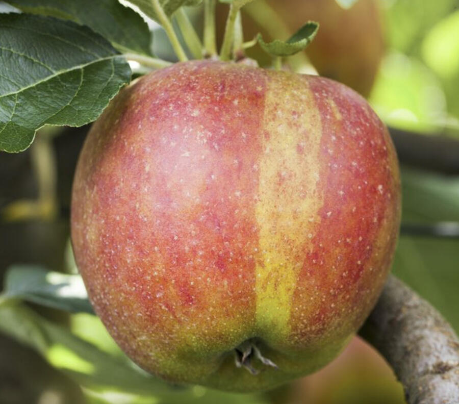 Jabloň 'Karneval' - Malus domestica 'Karneval'