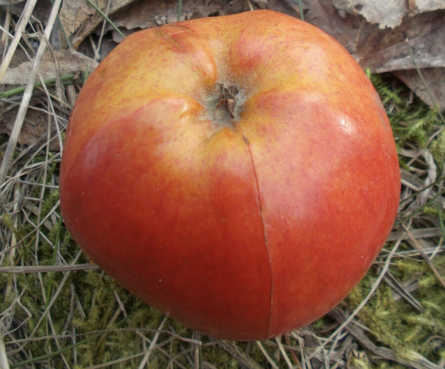 Jabloň zimní 'Gdáňský hranáč' - Malus domestica 'Gdáňský hranáč'