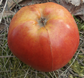 Jabloň zimní 'Gdáňský hranáč' - Malus domestica 'Gdáňský hranáč'