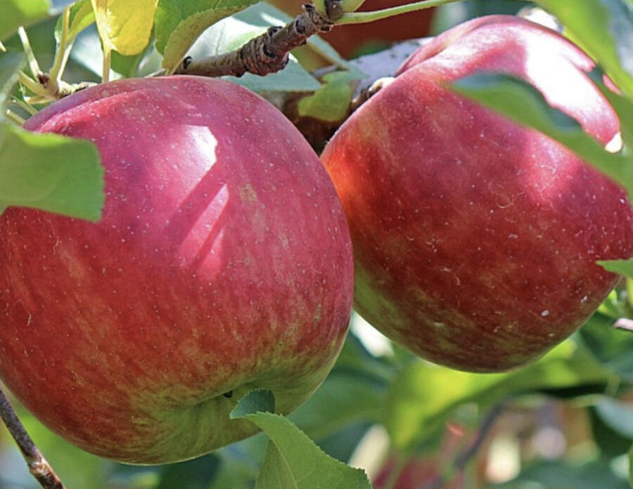 Jabloň zimní 'Lipno' - Malus domestica 'Lipno'