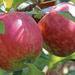 Jabloň zimní 'Lipno' - Malus domestica 'Lipno'