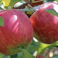 Jabloň zimní 'Lipno' - Malus domestica 'Lipno'