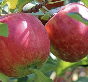 Jabloň zimní 'Lipno' - Malus domestica 'Lipno'