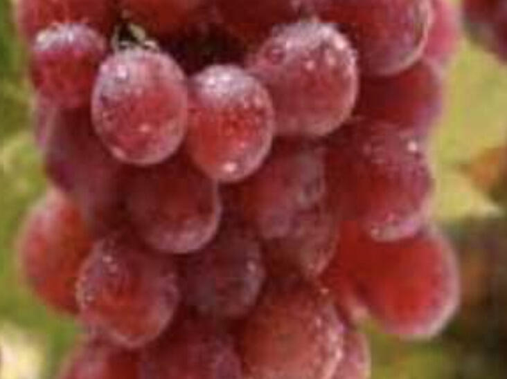 Réva vinná 'Kišmiš lučistý' - Vitis vinifera 'Kišmiš lučistý'