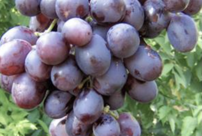 Réva vinná 'Nížina' - Vitis vinifera 'Nížina'