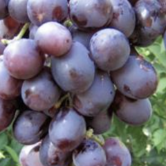 Réva vinná 'Nížina' - Vitis vinifera 'Nížina'