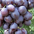 Vitis vinifera 'Nížina'.png