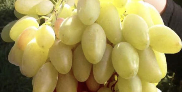 Réva vinná 'Dixon' - Vitis vinifera 'Dixon'