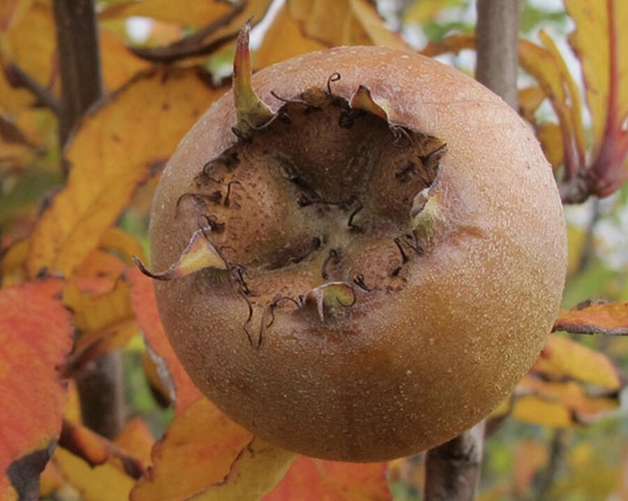 Mišpule obecná 'Nottingham' - Mespilus germanica 'Nottingham'