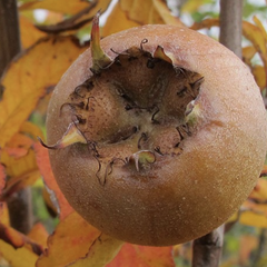 Mišpule obecná 'Nottingham' - Mespilus germanica 'Nottingham'