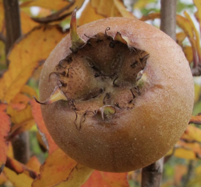 Mišpule obecná 'Nottingham' - Mespilus germanica 'Nottingham'