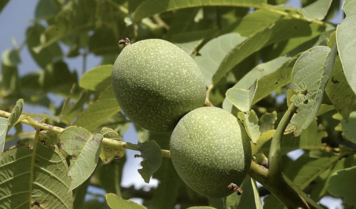 Ořešák vlašský (královský) 'Saturn' - Juglans regia 'Saturn'