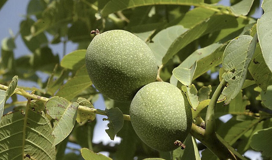 Ořešák vlašský (královský) 'Saturn' - Juglans regia 'Saturn'