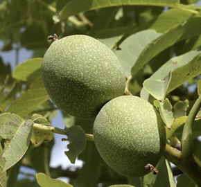 Ořešák vlašský (královský) 'Saturn' - Juglans regia 'Saturn'