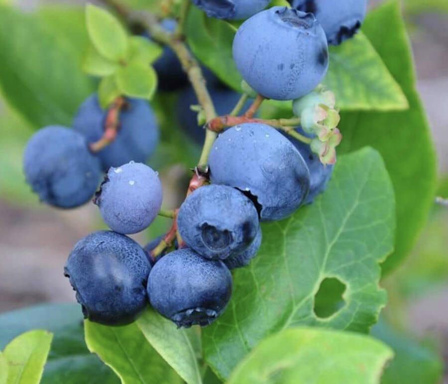 Borůvka chocholičnatá, kanadská borůvka 'Toro' - Vaccinium corymbosum 'Toro'