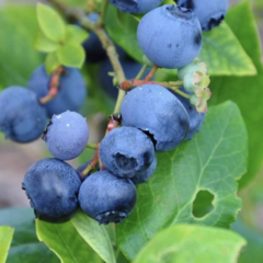 Borůvka chocholičnatá, kanadská borůvka 'Toro' - Vaccinium corymbosum 'Toro'