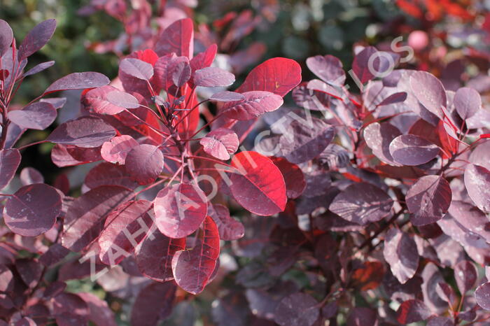 Ruj vlasatá 'Dusky Maiden' - Cotinus coggygria 'Dusky Maiden'