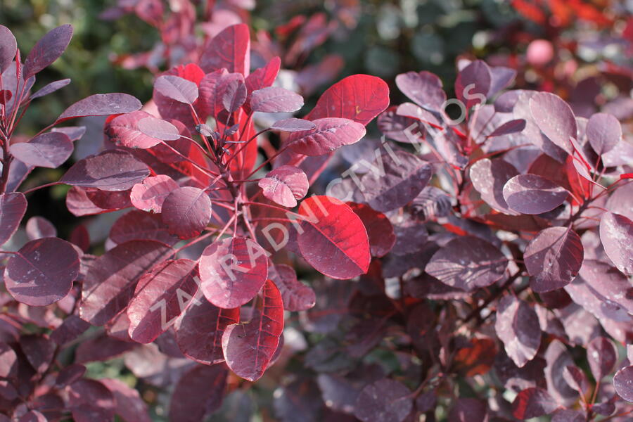 Ruj vlasatá 'Dusky Maiden' - Cotinus coggygria 'Dusky Maiden'