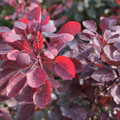 Ruj vlasatá 'Dusky Maiden' - Cotinus coggygria 'Dusky Maiden'