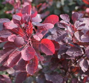 Ruj vlasatá 'Dusky Maiden' - Cotinus coggygria 'Dusky Maiden'