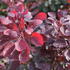 Cotinus coggygria 'Dusky Maiden'_01.JPG