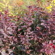 Ruj vlasatá 'Dusky Maiden' - Cotinus coggygria 'Dusky Maiden'