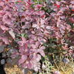 Ruj vlasatá 'Dusky Maiden' - Cotinus coggygria 'Dusky Maiden'