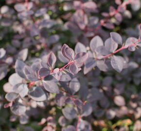 Dřišťál Ottawský 'Auricoma' - Berberis ottawensis 'Auricoma'