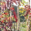 Jeřáb 'Red Robin' - Sorbus 'Red Robin'