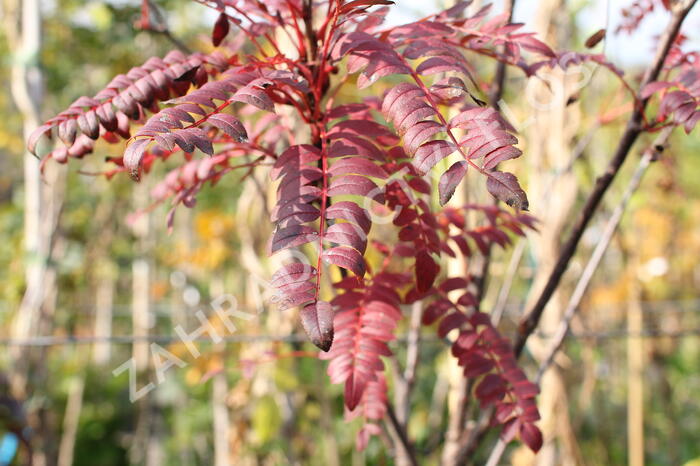 Jeřáb 'Red Robin' - Sorbus 'Red Robin'