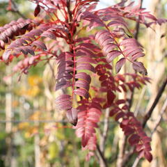 Jeřáb 'Red Robin' - Sorbus 'Red Robin'