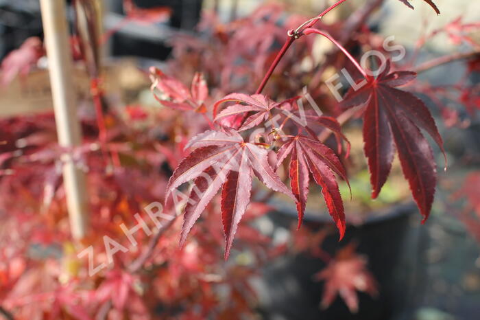 Javor dlanitolistý 'Atropurpureum' - Acer palmatum 'Atropurpureum'