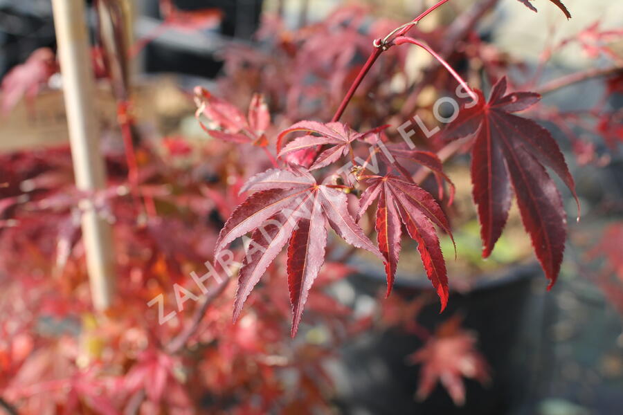 Javor dlanitolistý 'Atropurpureum' - Acer palmatum 'Atropurpureum'