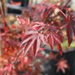 Javor dlanitolistý 'Atropurpureum' - Acer palmatum 'Atropurpureum'