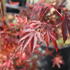 Acer palmatum 'Atropurpureum'.JPG