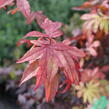 Javor dlanitolistý 'Osakazuki' - Acer palmatum 'Osakazuki'