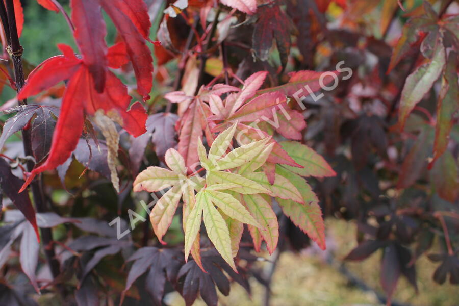 Javor dlanitolistý 'Osakazuki' - Acer palmatum 'Osakazuki'