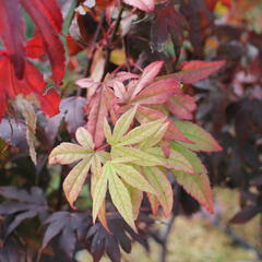 Javor dlanitolistý 'Osakazuki' - Acer palmatum 'Osakazuki'