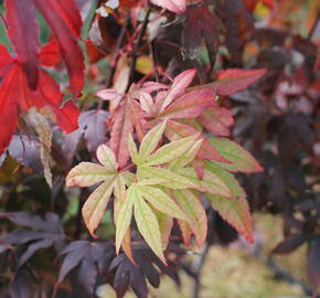 Javor dlanitolistý 'Osakazuki' - Acer palmatum 'Osakazuki'