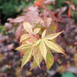 Javor dlanitolistý 'Osakazuki' - Acer palmatum 'Osakazuki'