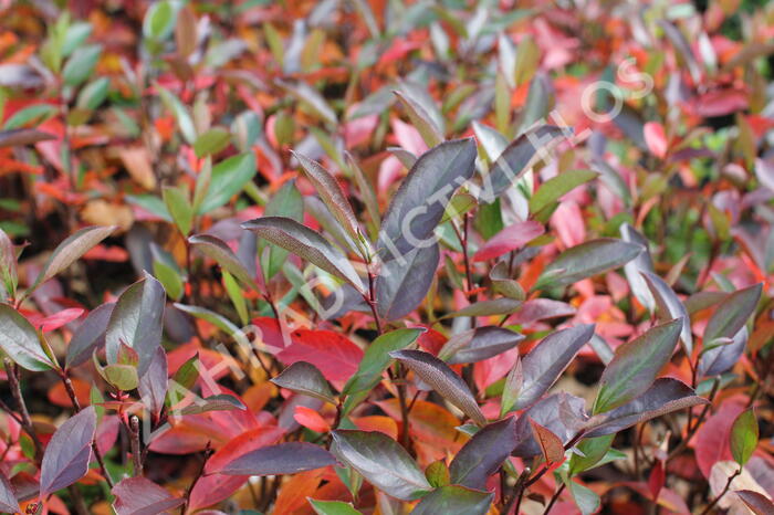 Temnoplodec černoplodý 'Hugin' - Aronia melanocarpa 'Hugin'