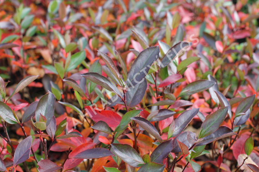 Temnoplodec černoplodý 'Hugin' - Aronia melanocarpa 'Hugin'