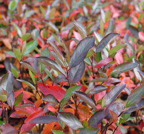 Temnoplodec černoplodý 'Hugin' - Aronia melanocarpa 'Hugin'