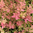 Tavolník japonský 'Little Flame' - Spiraea japonica 'Little Flame'