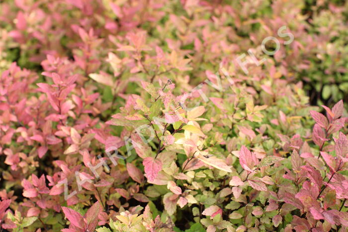 Tavolník japonský 'Little Flame' - Spiraea japonica 'Little Flame'