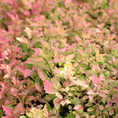 Tavolník japonský 'Little Flame' - Spiraea japonica 'Little Flame'