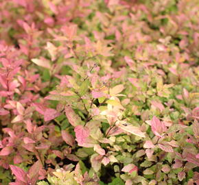 Tavolník japonský 'Little Flame' - Spiraea japonica 'Little Flame'