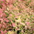 Spiraea japonica 'Little Flame'.JPG